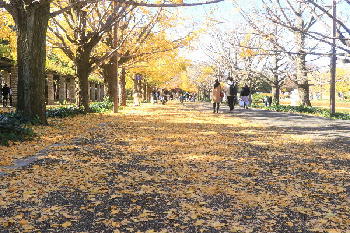 昭和記念公園、イチョウ、メイがいない